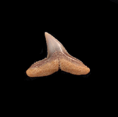 Carcharhinus brachyurus