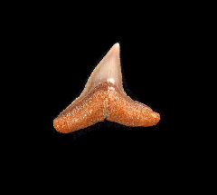 Carcharhinus brachyurus