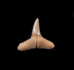 Carcharhinus brachyurus