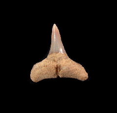 Carcharhinus brachyurus