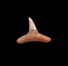 Carcharhinus brachyurus