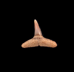 Carcharhinus brachyurus shark tooth