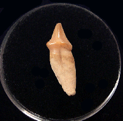 Monachus Seal canine tooth for sale |Buried Treasure Fossils