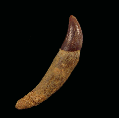Arcophoca Seal canine tooth for sale |Buried Treasure Fossils