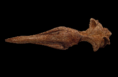 Spheniscus megaramphus skull from Chile| Buried Treasure Fossils