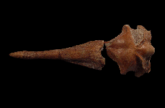 Spheniscus skull fossil| Buried Treasure Fossils