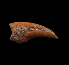 Chilean Penguin claw for sale | Buried Treasure Fossils