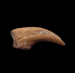 Chilean Penguin claw fossil | Buried Treasure Fossils