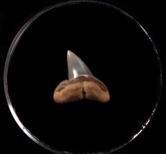 Sphryna laevissimus