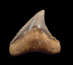 Carcharhinus leucas tooth for sale | Buried Treasure Fossils