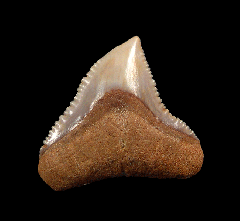 Chilean Bull shark tooth for sale