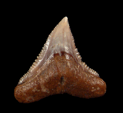 Carcharhinus leucas tooth for sale | Buried Treasure Fossils