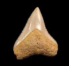 Carcharhinus leucas tooth for sale | Buried Treasure Fossils