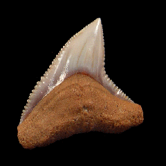Carcharhinus leucas tooth for sale | Buried Treasure Fossils
