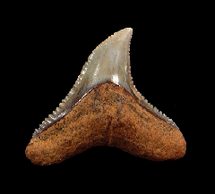 Carcharhinus leucas tooth for sale | Buried Treasure Fossils