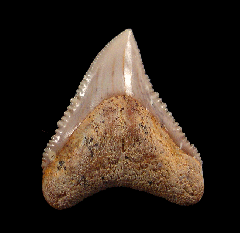 Carcharhinus leucas tooth for sale | Buried Treasure Fossils