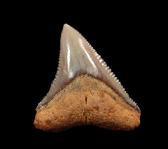 Carcharhinus leucas tooth for sale | Buried Treasure Fossils