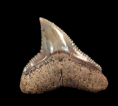 Carcharhinus leucas tooth for sale | Buried Treasure Fossils