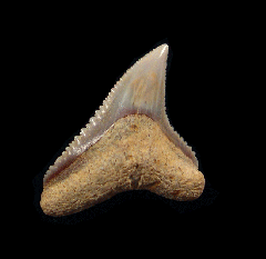 Carcharhinus leucas tooth for sale | Buried Treasure Fossils