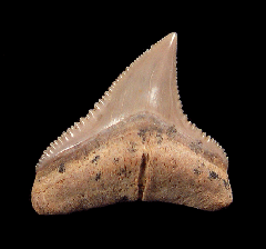 Carcharhinus leucas tooth for sale | Buried Treasure Fossils