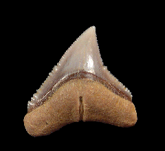 Carcharhinus leucas tooth for sale | Buried Treasure Fossils