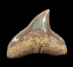 Carcharhinus leucas tooth for sale | Buried Treasure Fossils