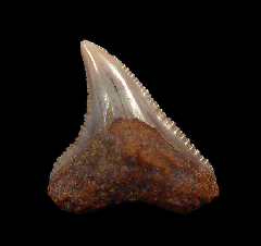 Carcharhinus leucas tooth for sale | Buried Treasure Fossils