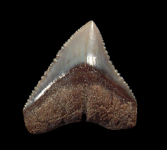Carcharhinus leucas tooth for sale | Buried Treasure Fossils