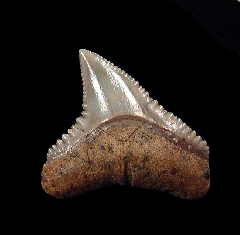 Carcharhinus leucas tooth for sale | Buried Treasure Fossils