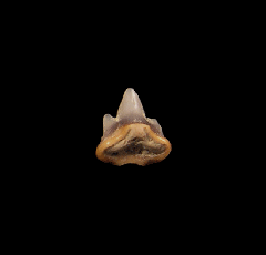 Heterodontus shark tooth