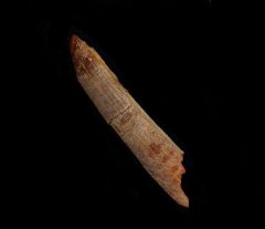 Heterodontus sp.