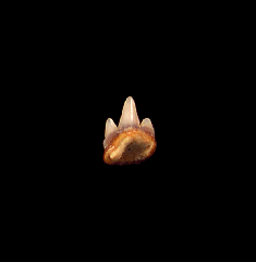 Heterodontus shark tooth