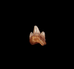 Heterodontus shark tooth