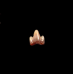 Heterodontus shark tooth