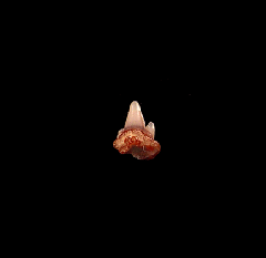 Heterodontus shark tooth