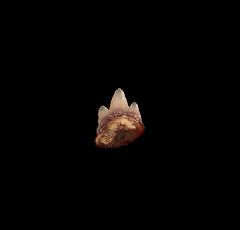 Heterodontus shark tooth
