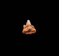 Heterodontus shark tooth