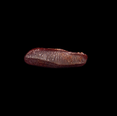 Heterodontus shark tooth