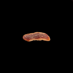 Heterodontus shark tooth