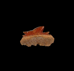 Echinorhinus blakei tooth from Chile