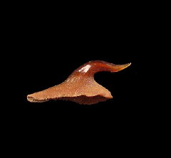Echinorhinus blakei dermal spine from Chile