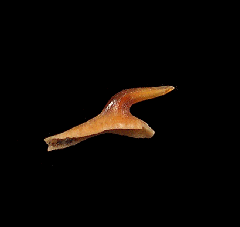 Bramble shark dermal spine from Chile