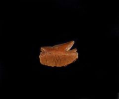 Echinorhinus blakei