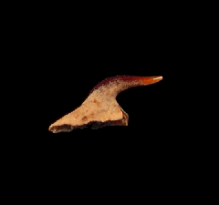 Bramble shark dermal spine for sale