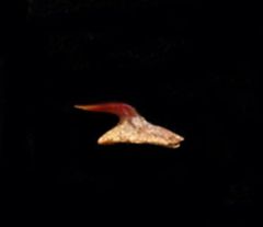 Echinorhinus blakei
