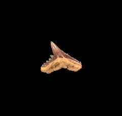 Galeorhinus tooth from Chile for sale 