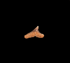 Galeorhinus tooth from Chile for sale