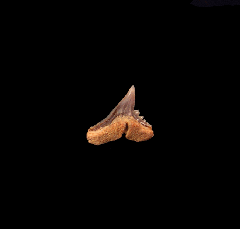 Chilean Galeorhinus tooth for sale