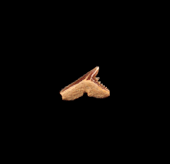 Galeorhinus tooth from Chile for sale 