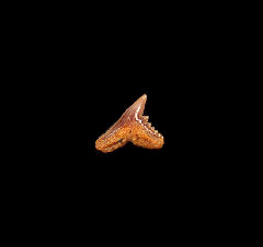 Galeorhinus galeus